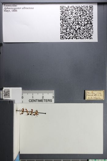 Media type: image; Entomology 523629